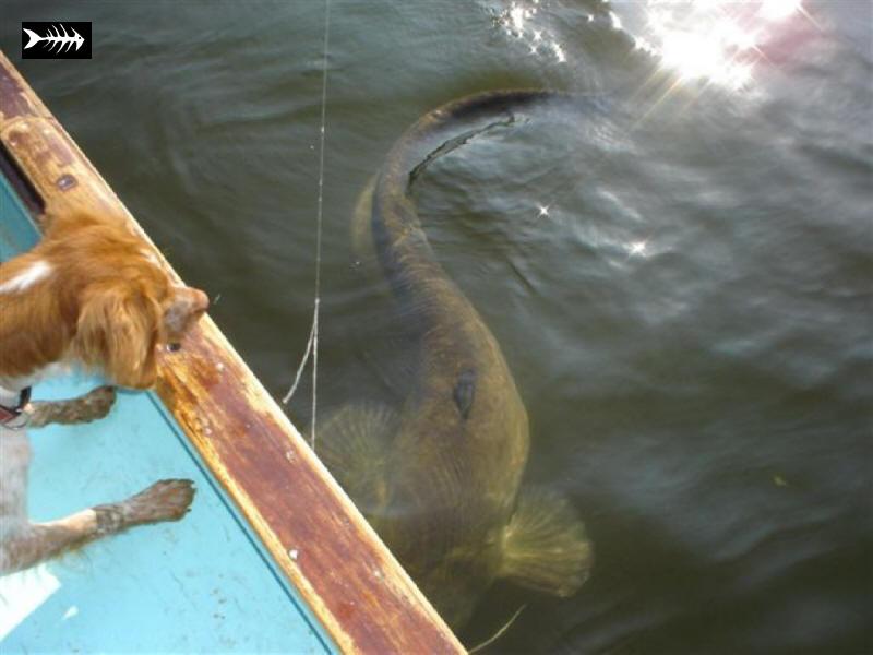 un pescayre catala.jpg